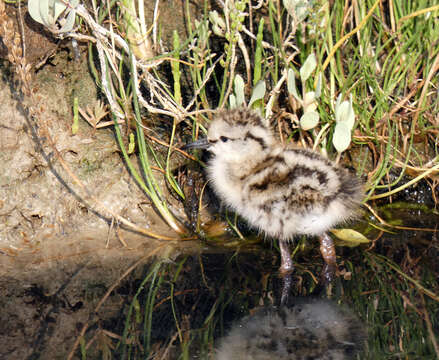 Image of Common Redshank