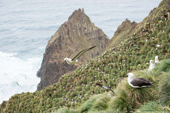 Image of Indian Yellow-nosed Albatross