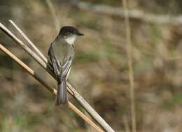 Image of Eastern Phoebe