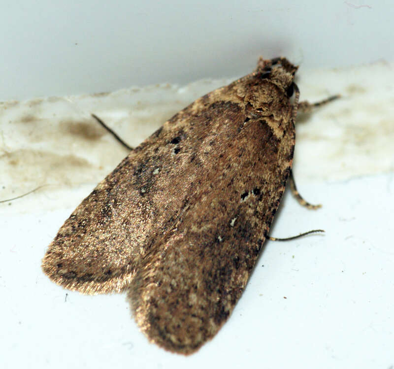 Image of Agonopterix heracliana Linnaeus 1758