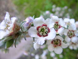 Sivun Leptospermum lanigerum (Ait.) Sm. kuva