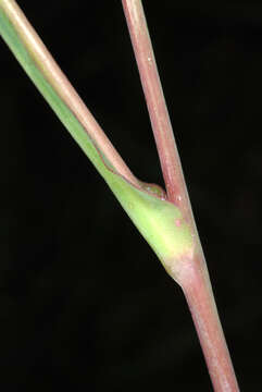 Image of Dwarf Dandelion