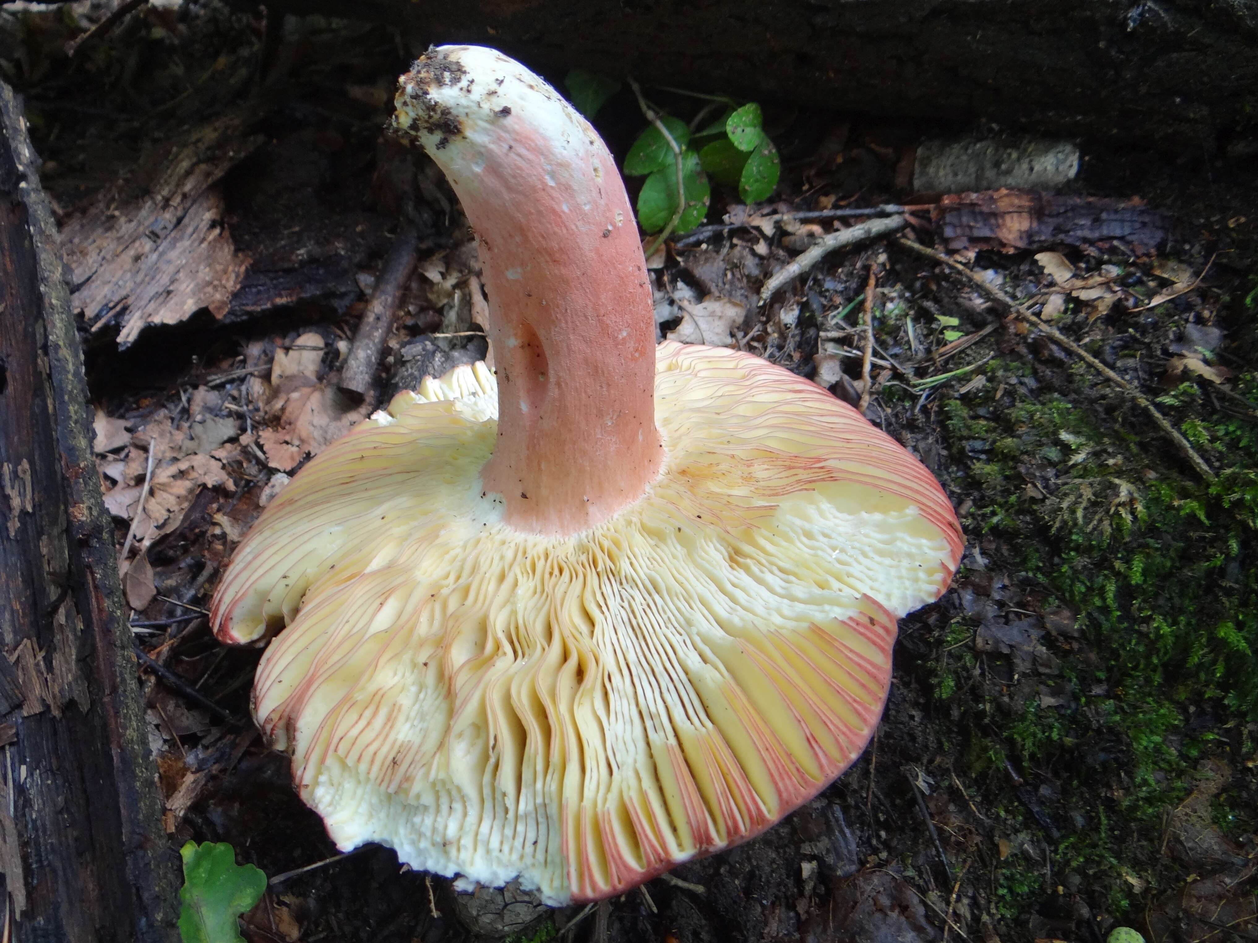 Image de Russula badia Quél. 1881