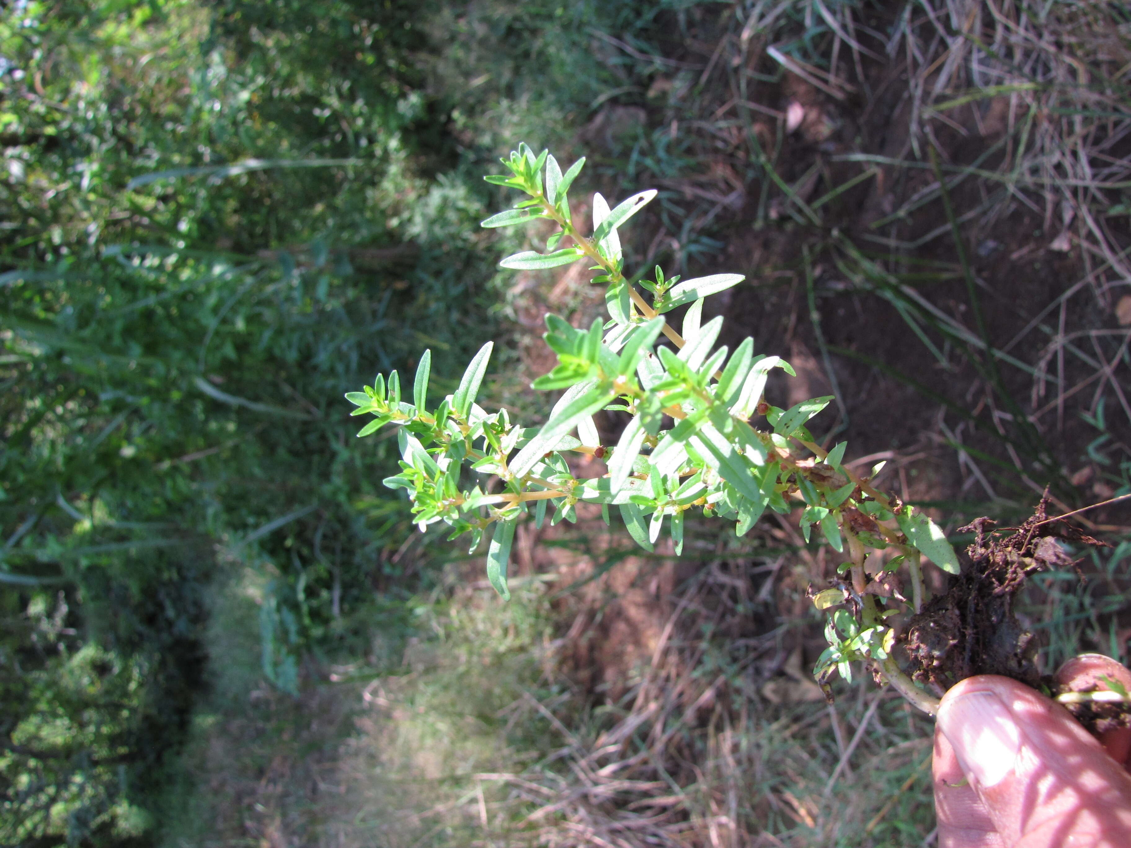 Image of rotala