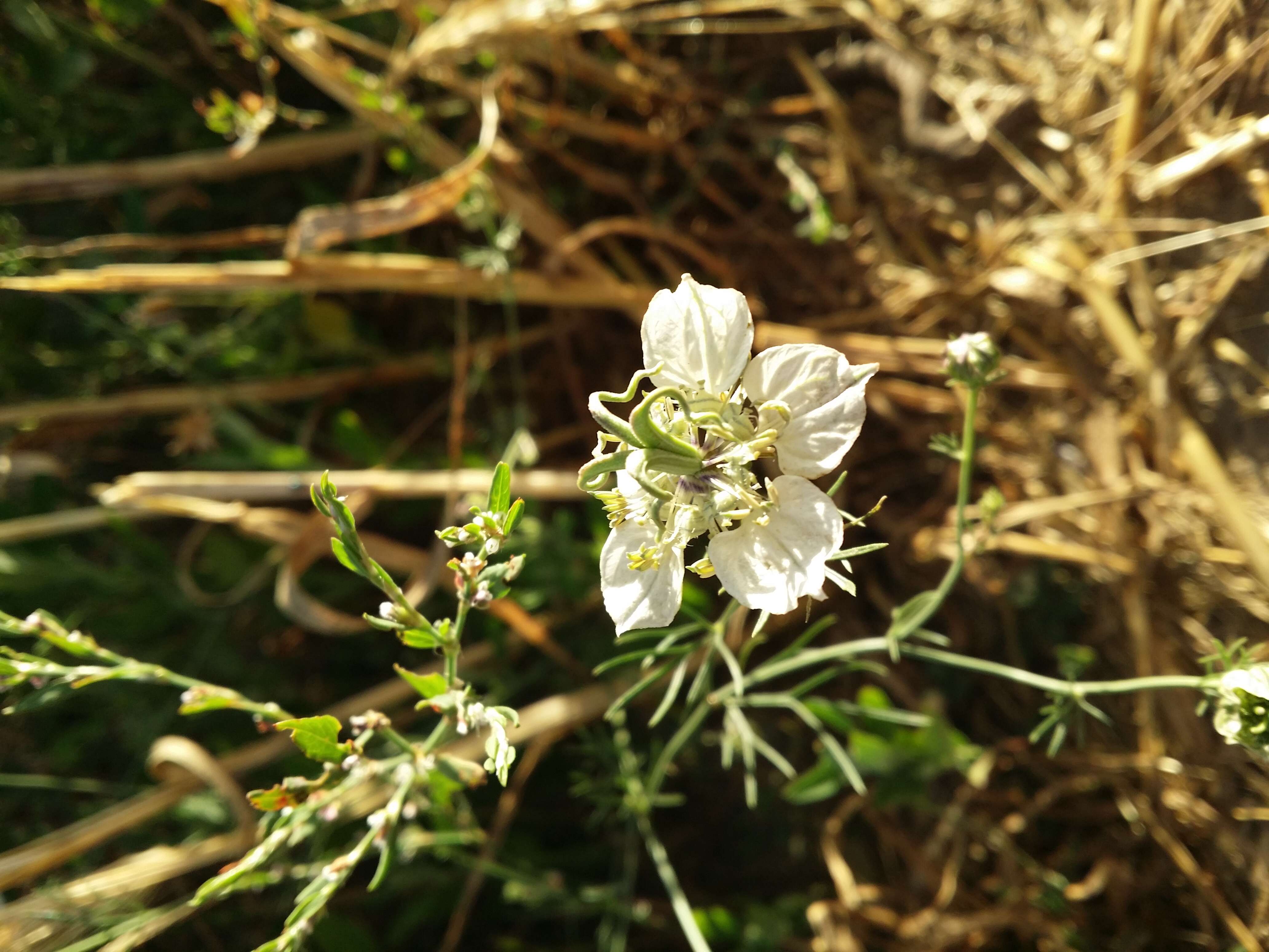 Nigella arvensis L. resmi