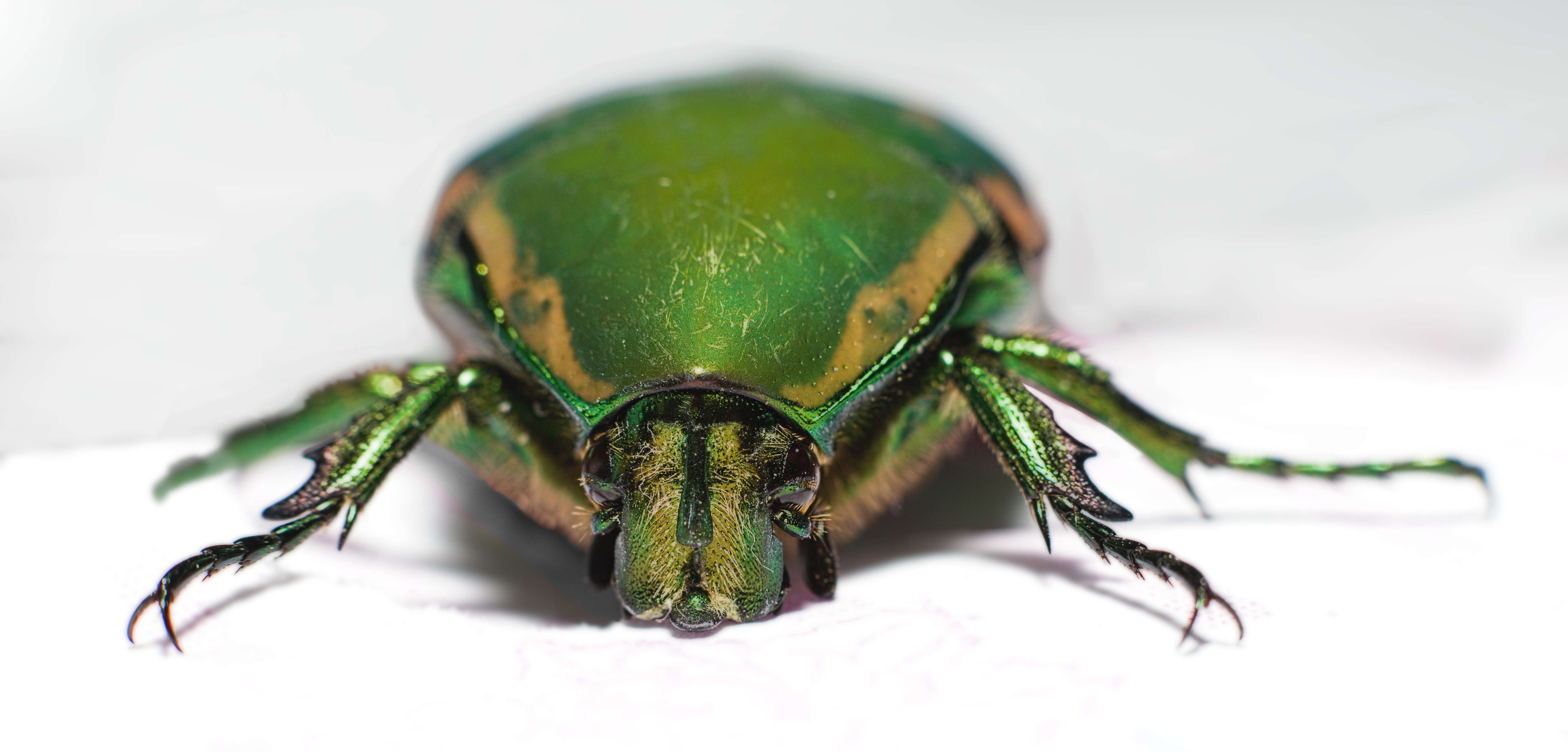 Image of figeater beetle