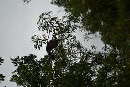 Image of Black Capuchin