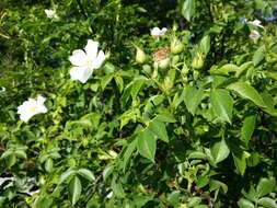 Image of dog rose