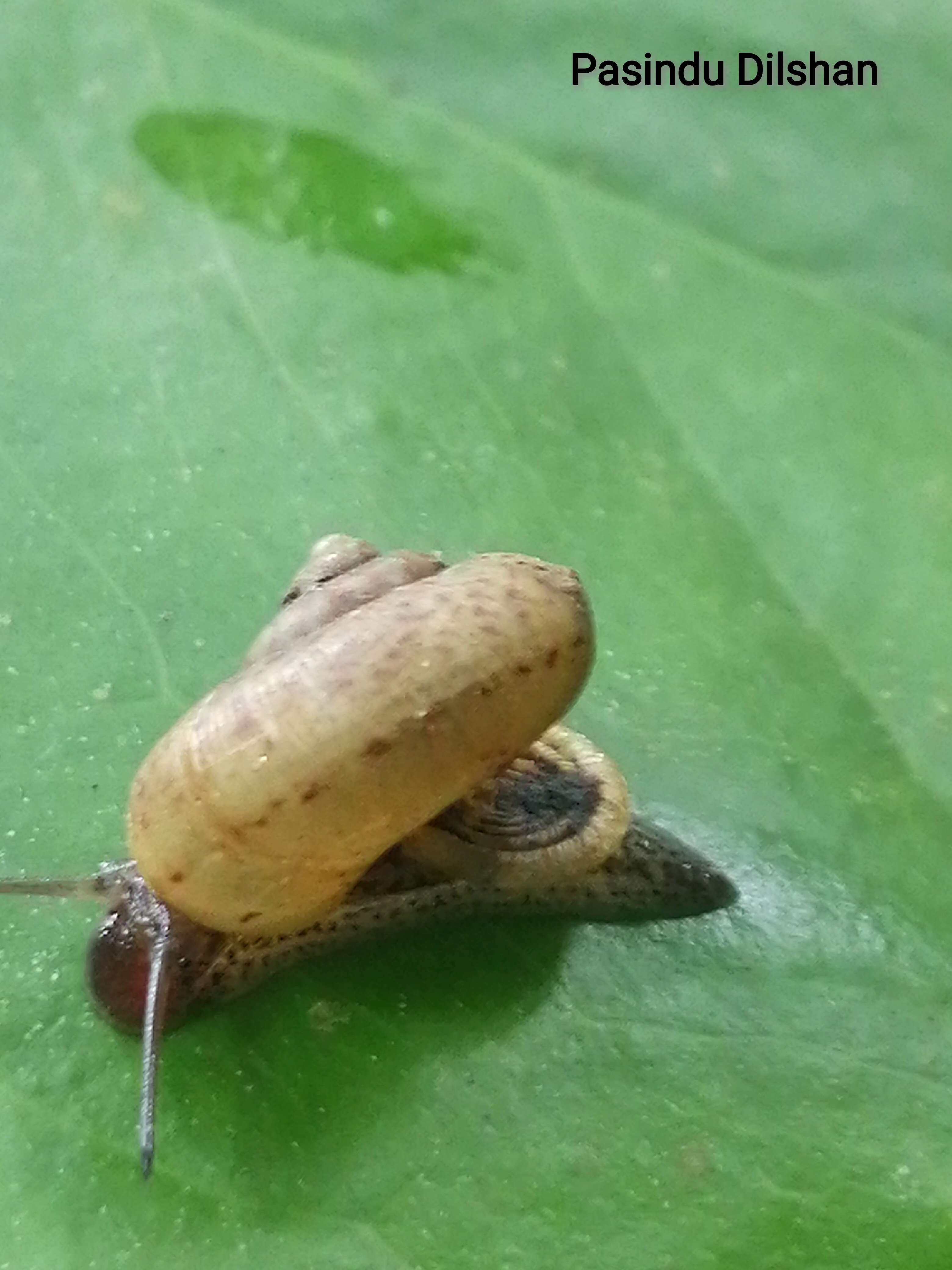 Image of Aulopoma helicinum