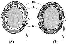 Image of alveolates