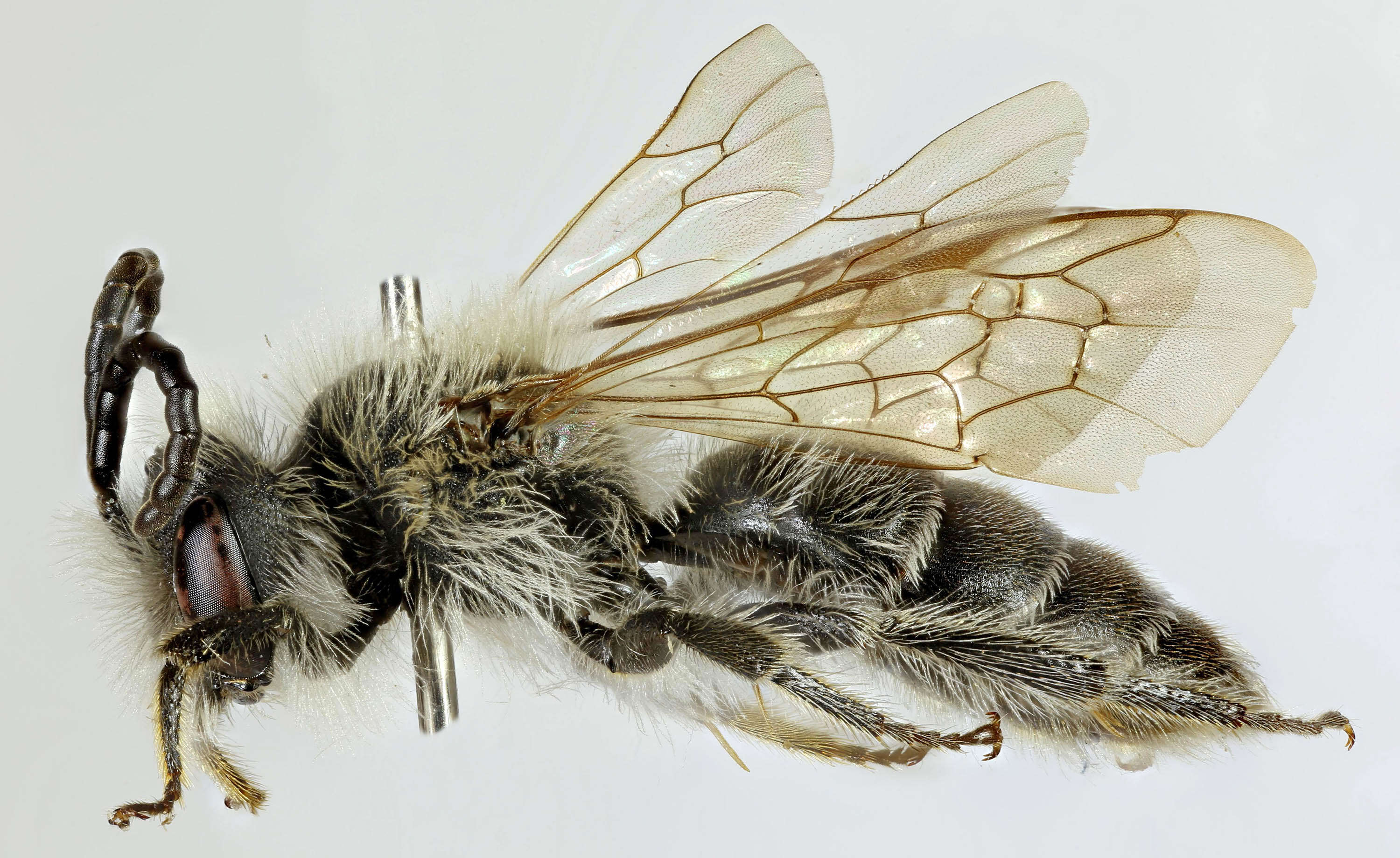 Image of Andrenine bee