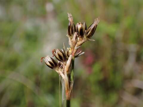 Juncus squarrosus L. resmi