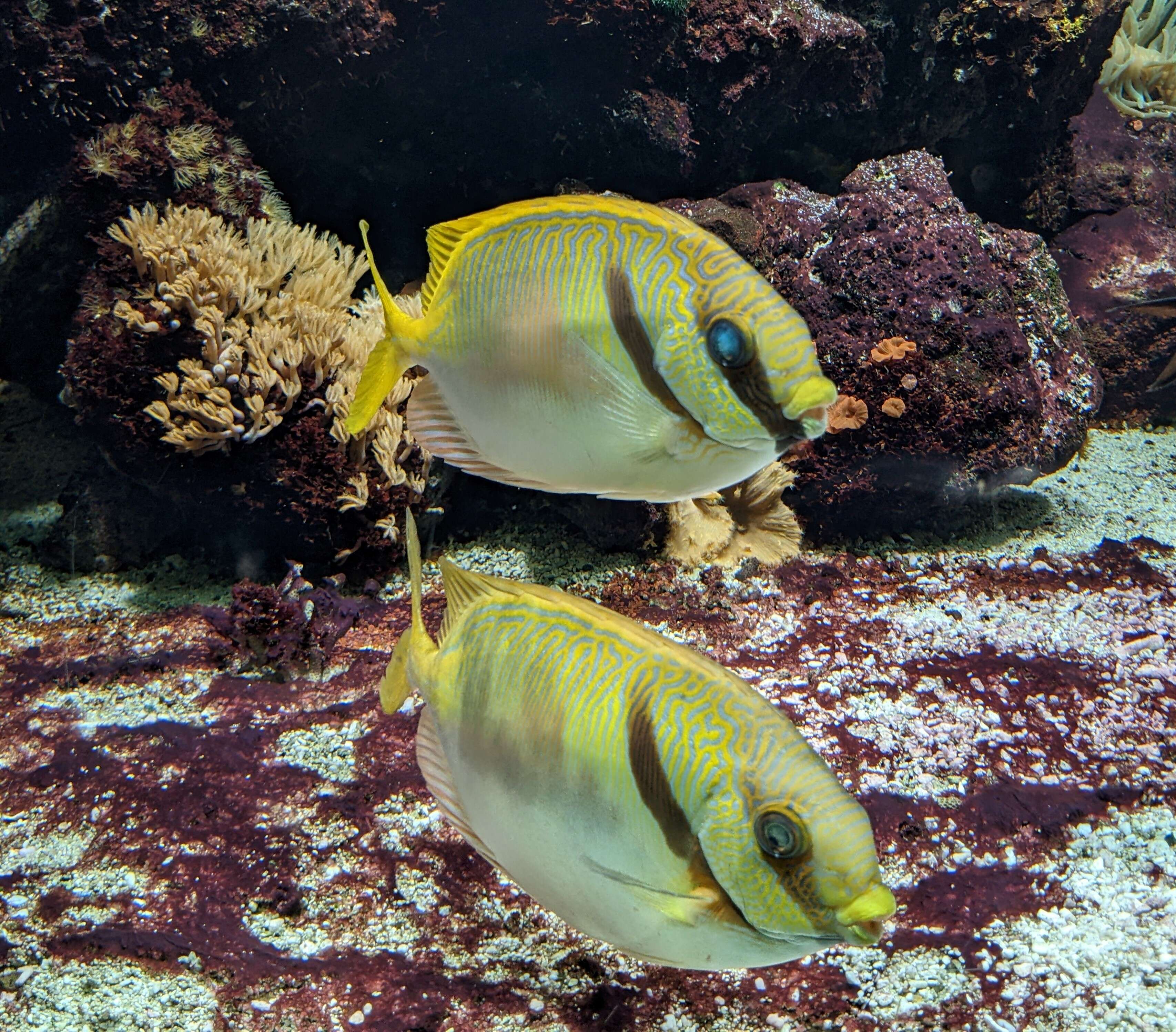 Image of Barred rabbitfish