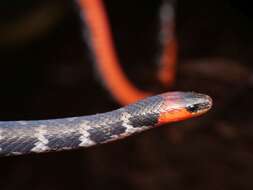 Image of Clark's Ground Snake