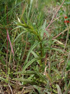 Image of late-flowering yellow rattle