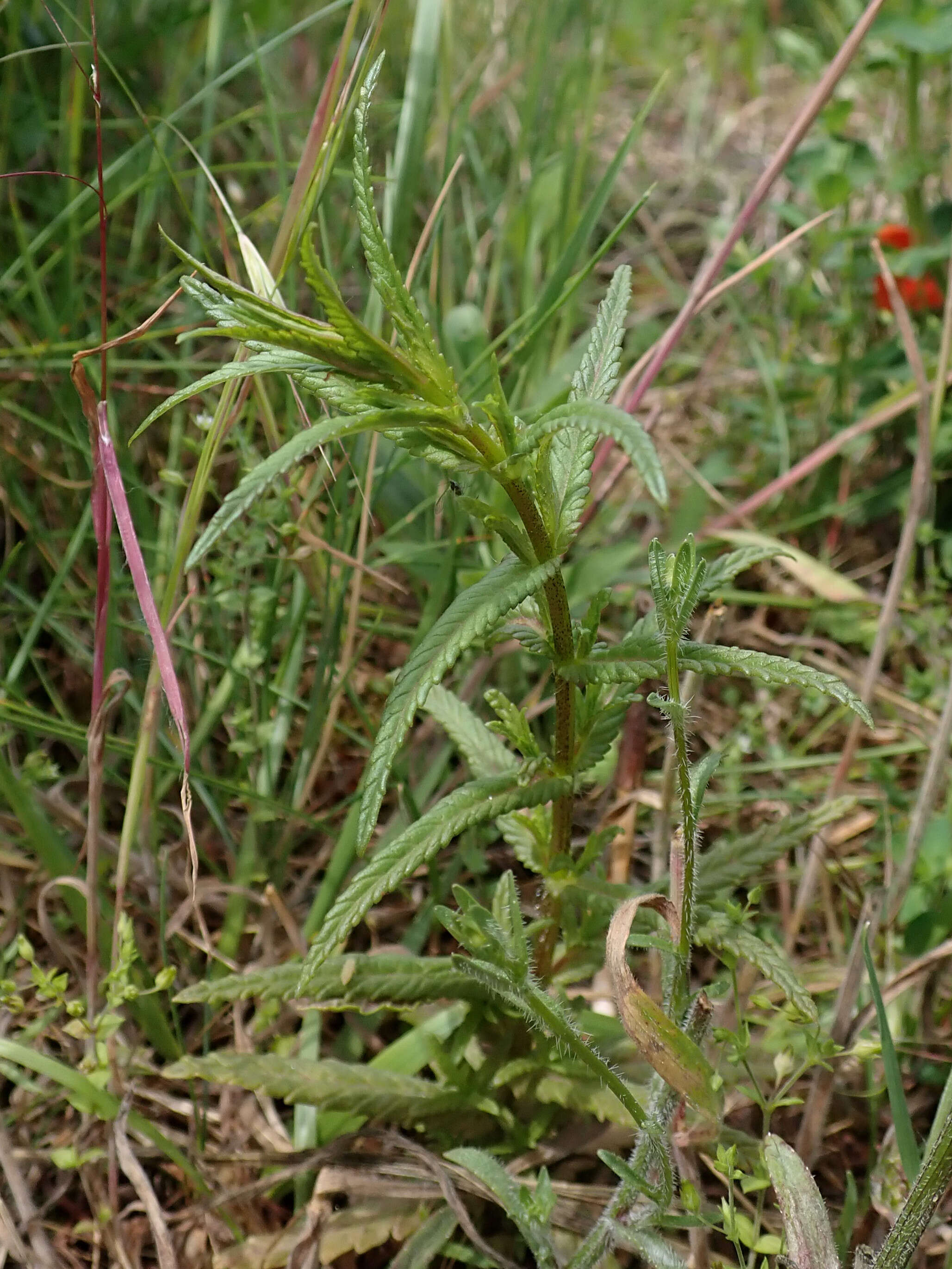 Image of late-flowering yellow rattle