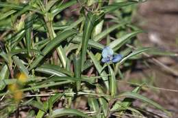 Commelina lanceolata R. Br.的圖片