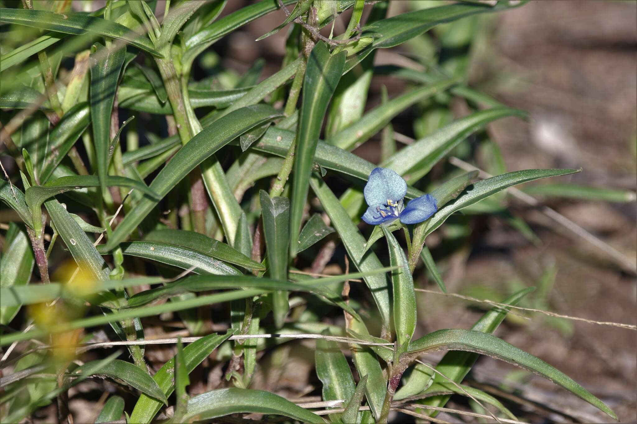 Commelina lanceolata R. Br.的圖片