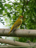 Image of Indian Golden Oriole