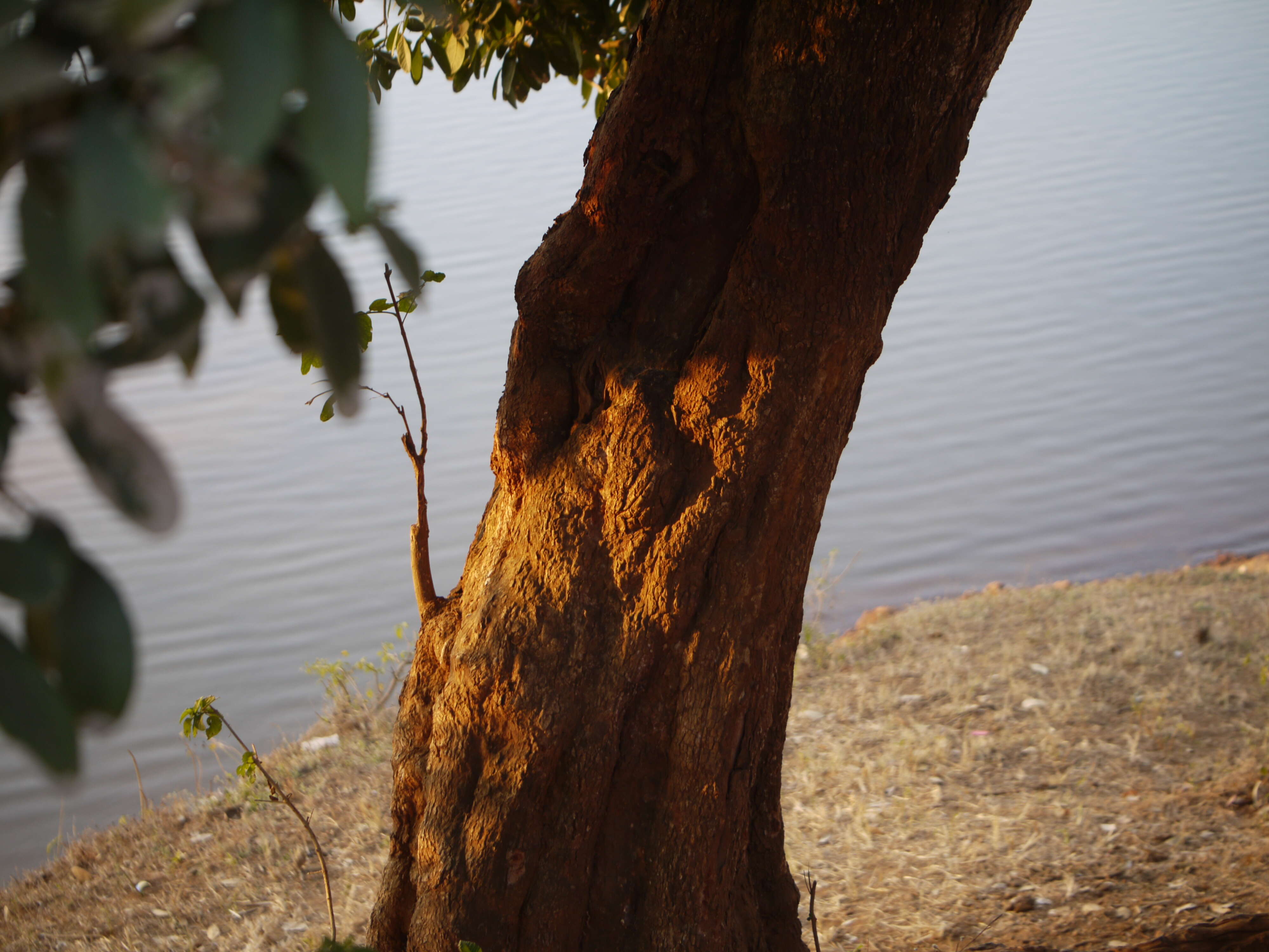 Image of threeleaf soapberry