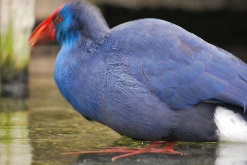 Image of Purple Swamphen