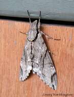 Image of Gray hawk moth