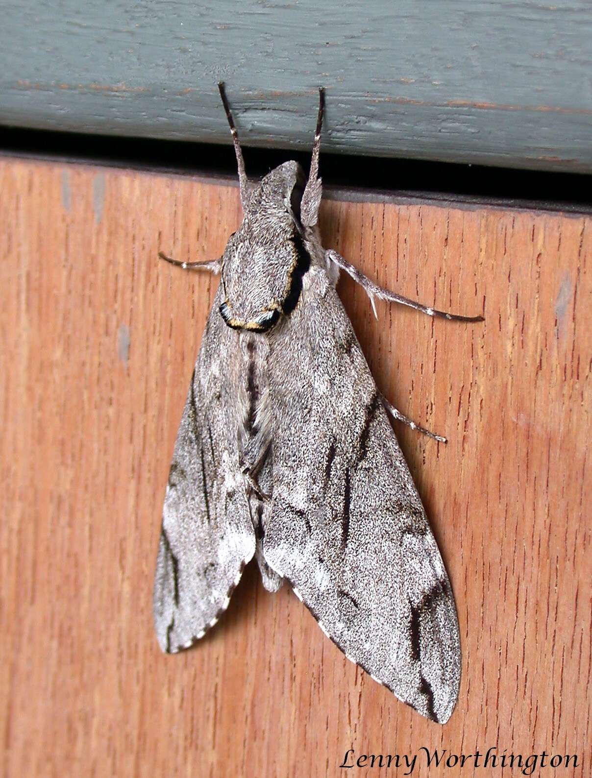 Image of Gray hawk moth