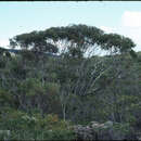 Image of Mount Le Grand Mallee