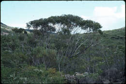 Image of Mount Le Grand Mallee