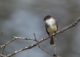 Image of Eastern Phoebe