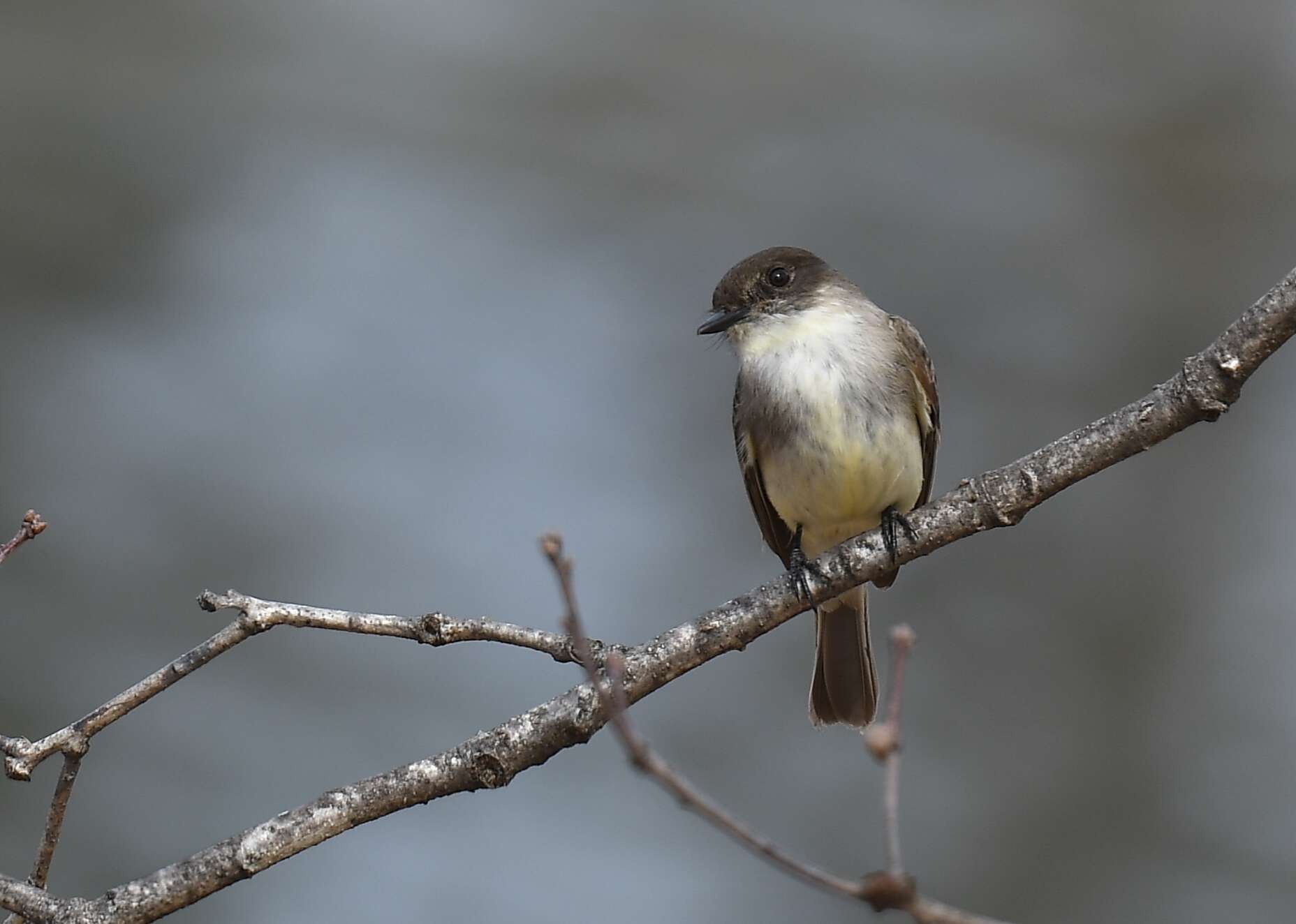 Image of Eastern Phoebe