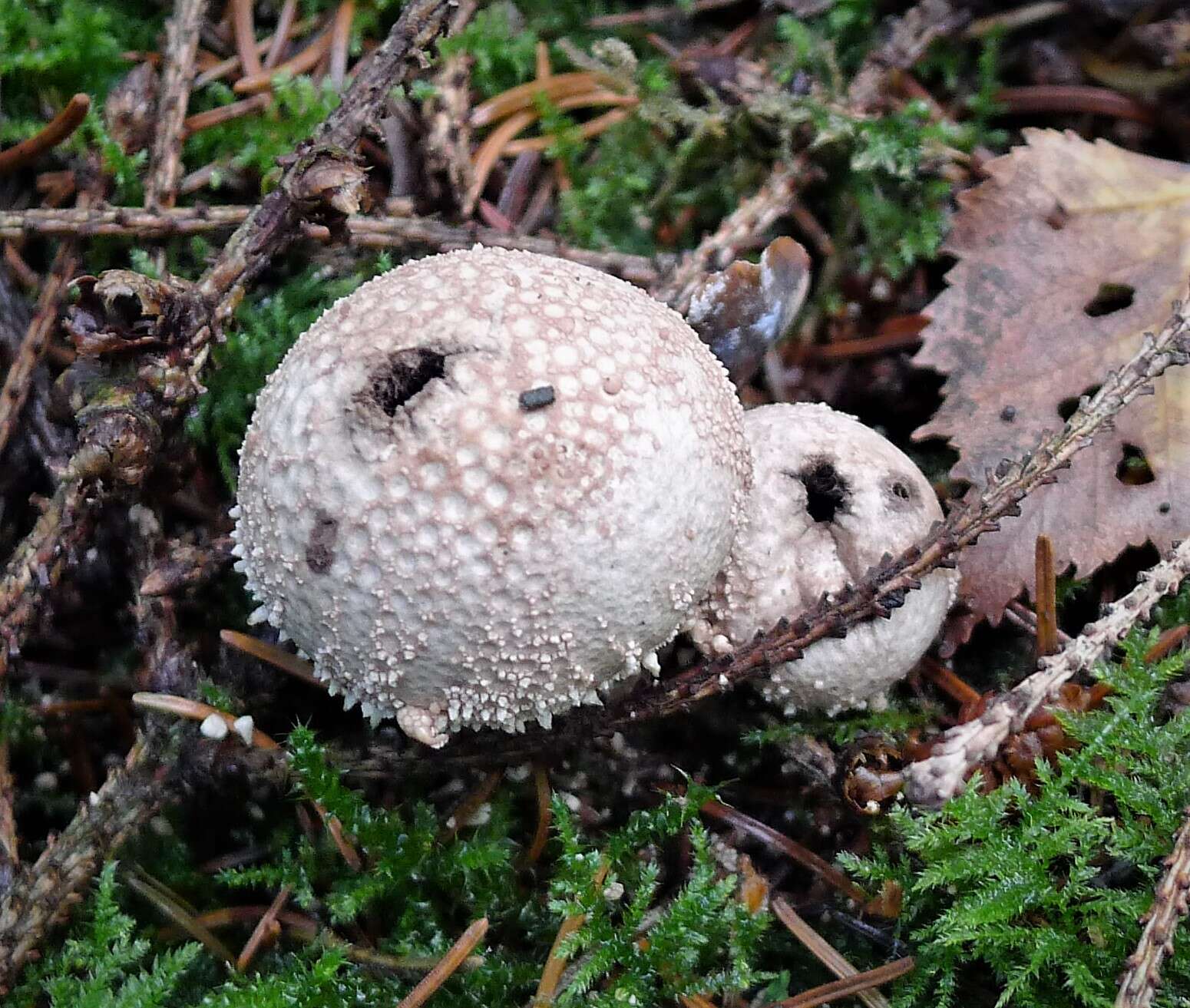 Imagem de Lycoperdon perlatum Pers. 1796