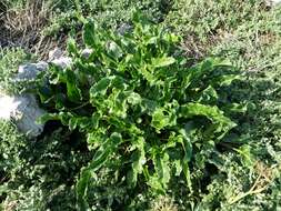 Image of sea beet