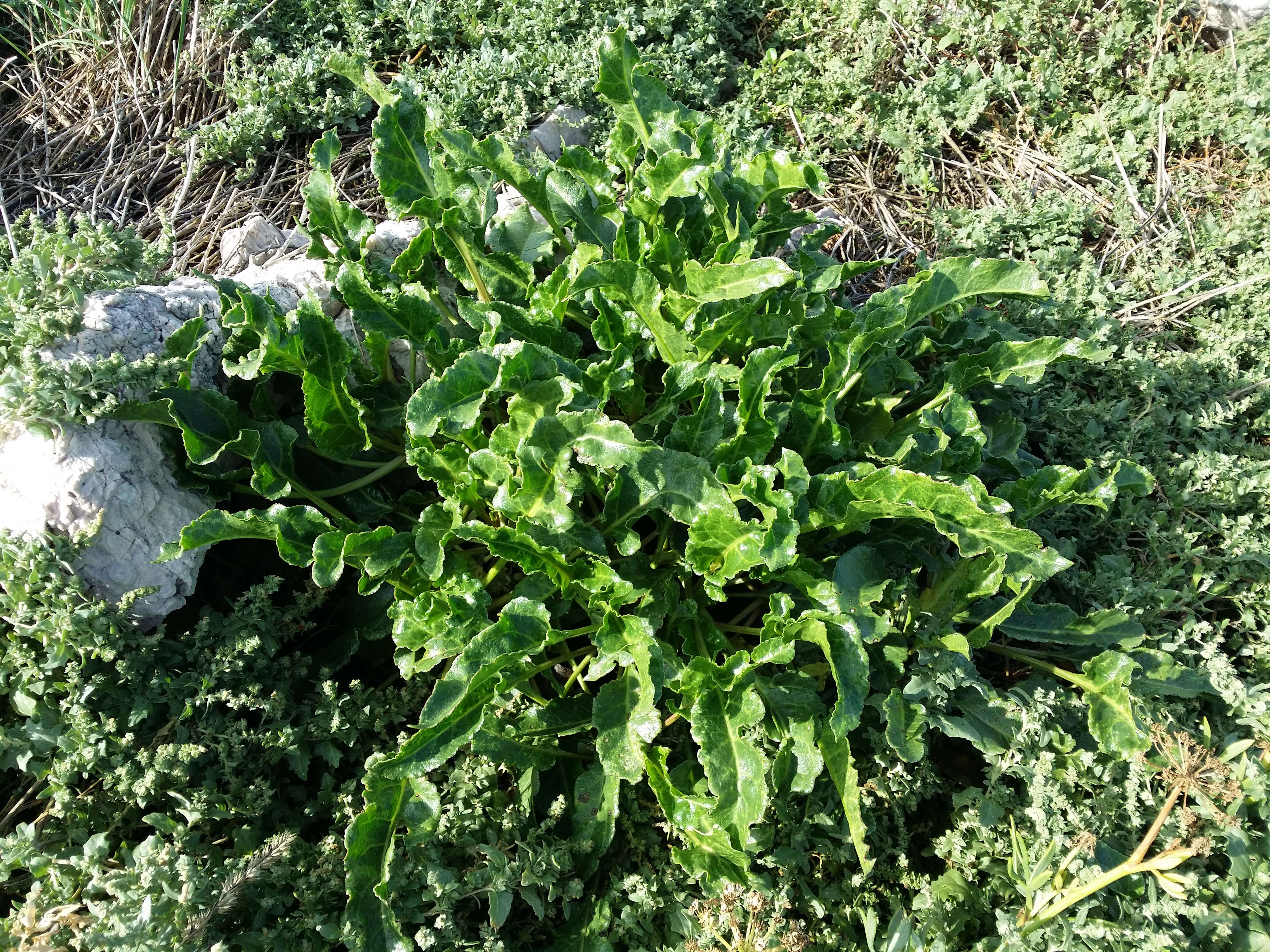 Image of sea beet