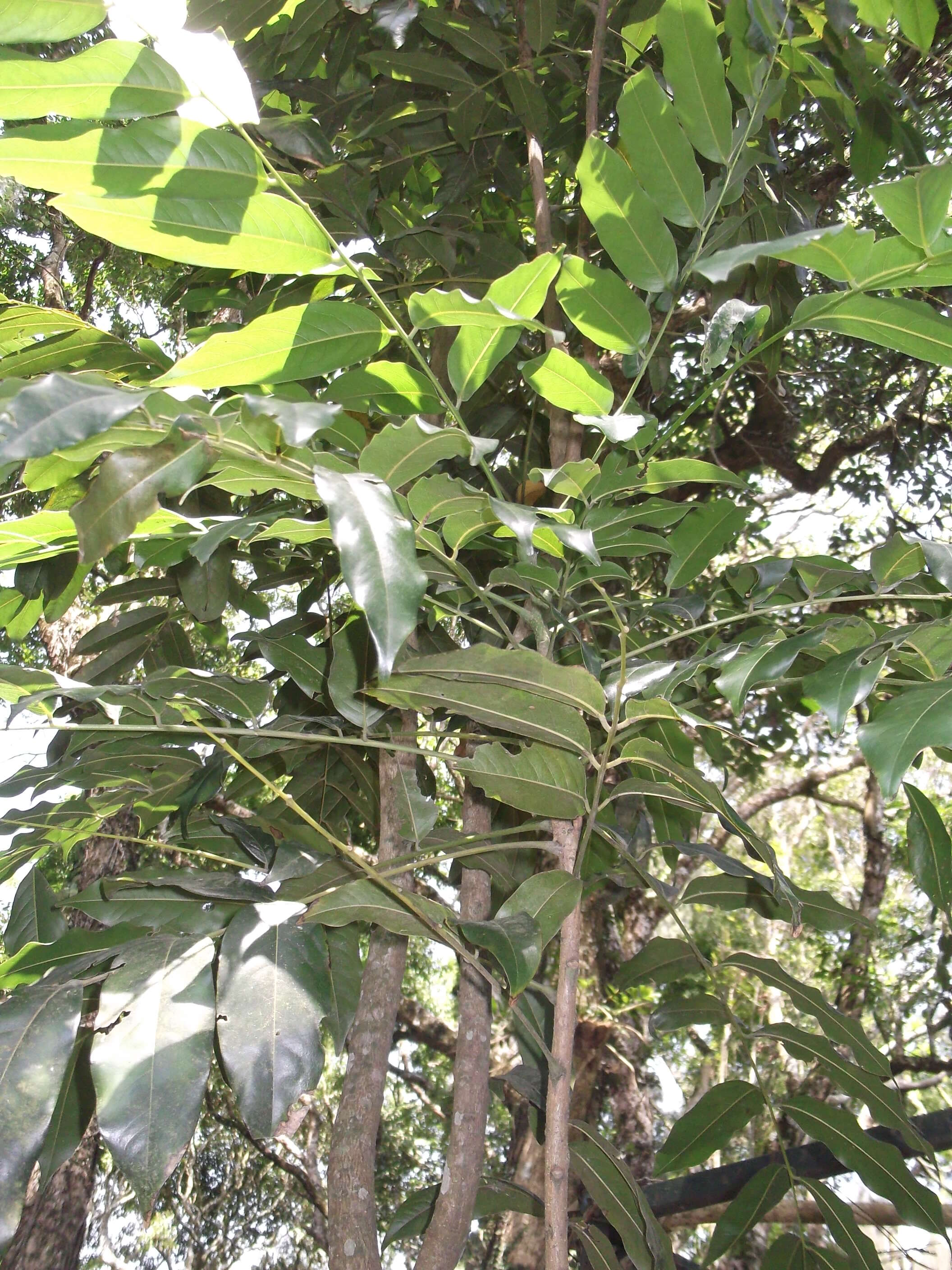 Image de Castanospermum