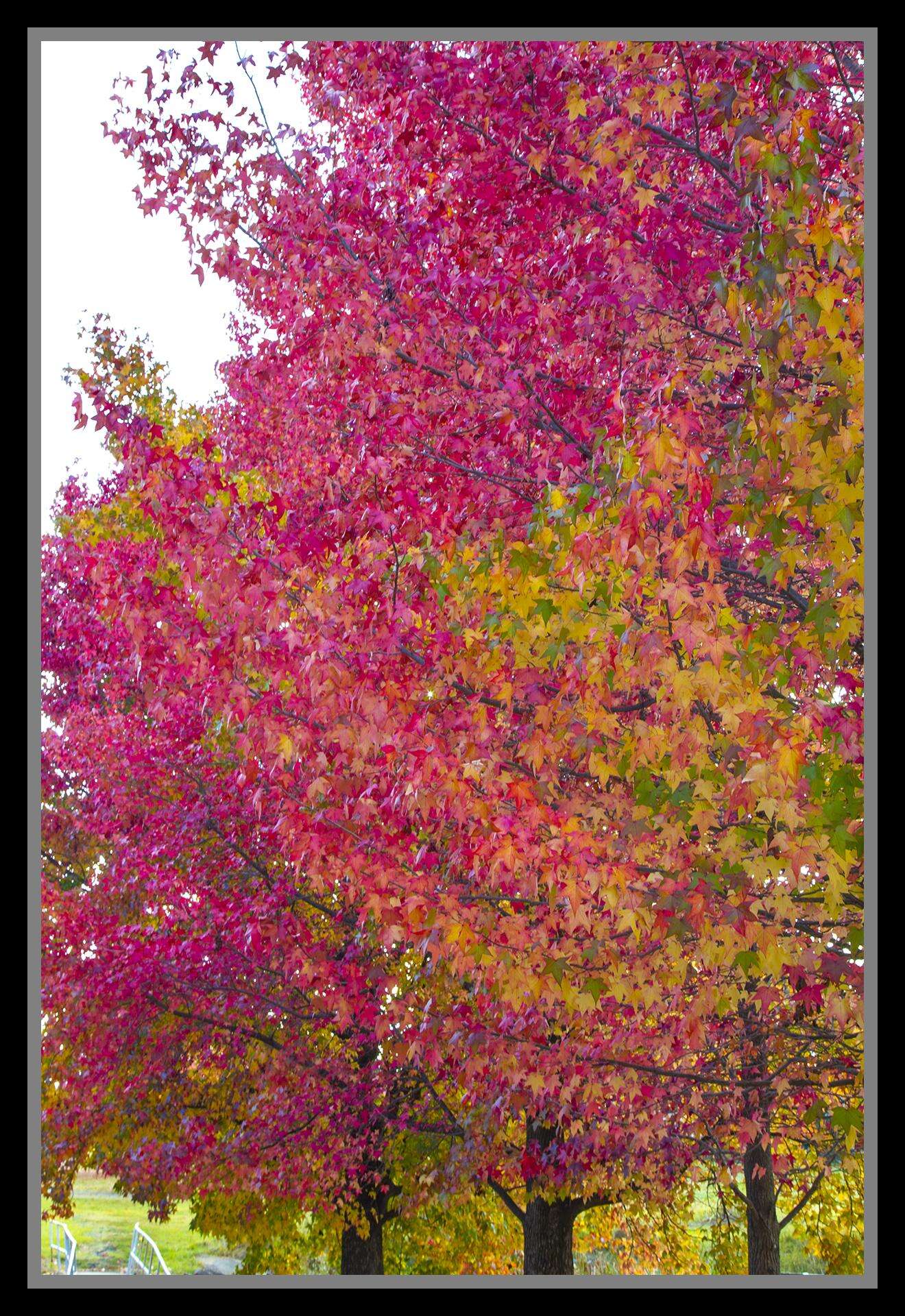 Image of American Sweetgum