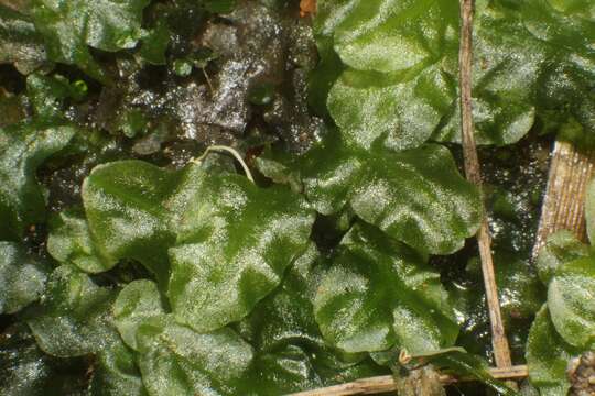 Image of Podomitrium phyllanthus (Hook.) Mitt.