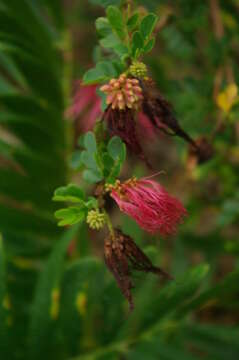 Image of purple stickpea