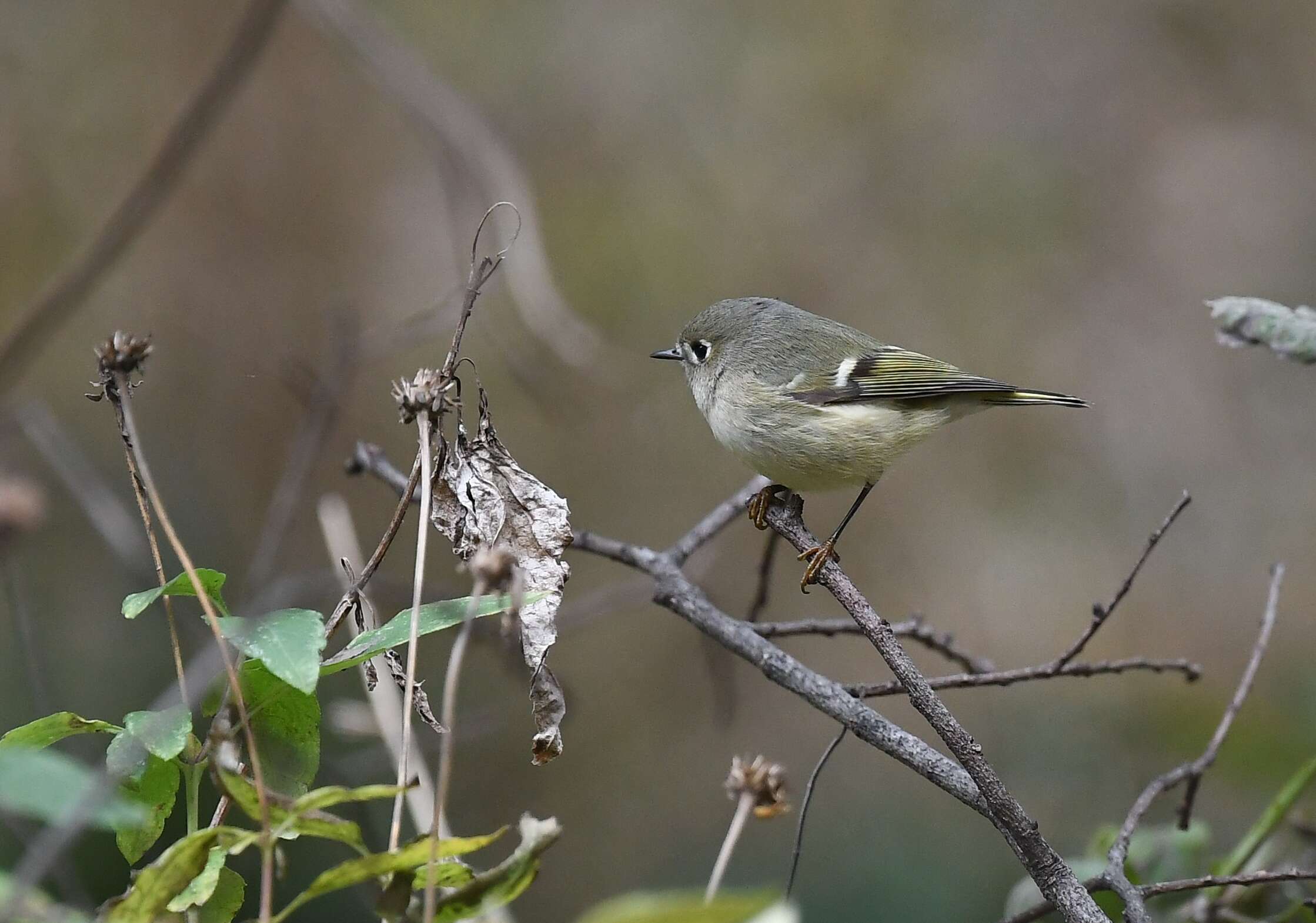 Image of goldcrests and kinglets