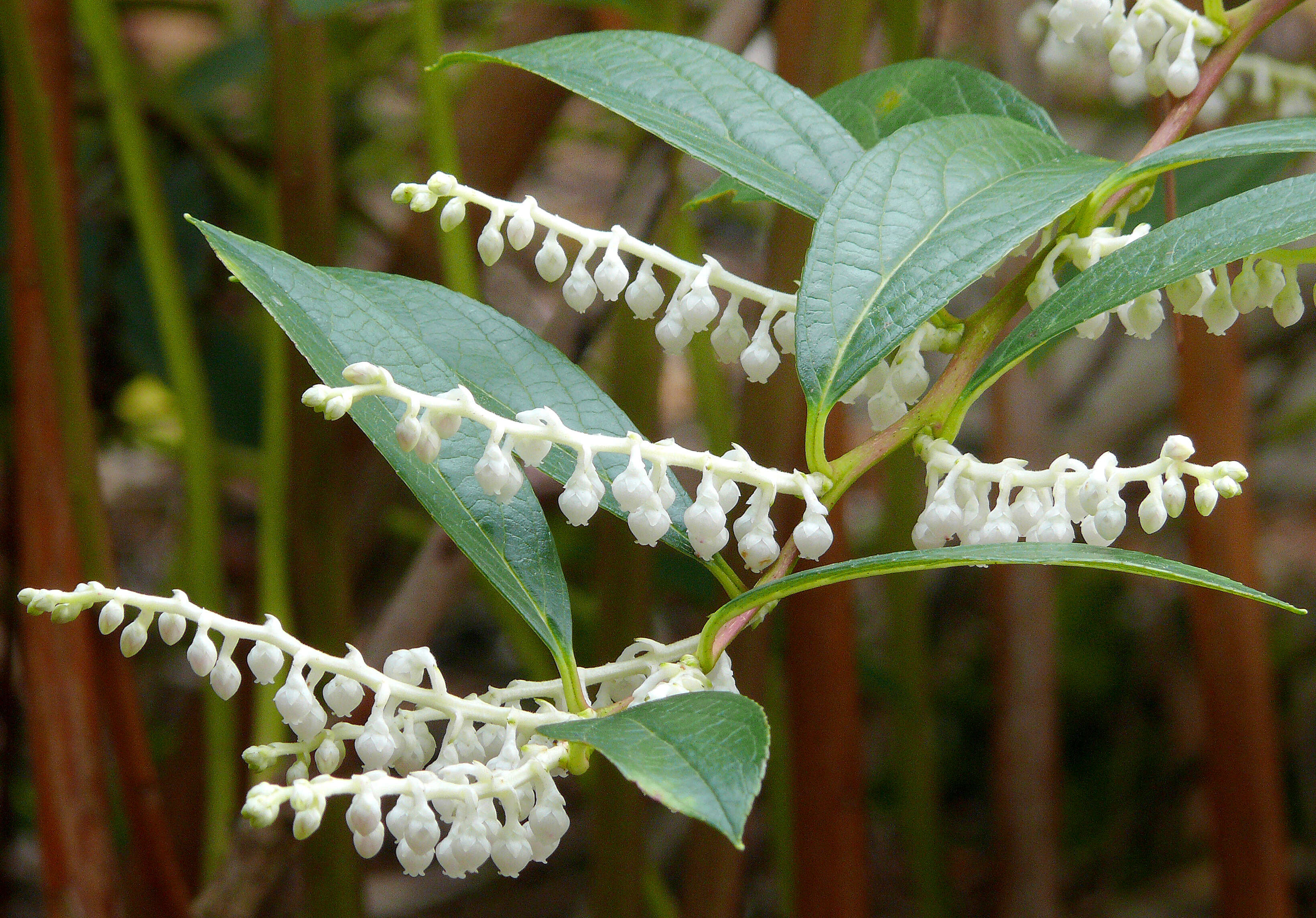 Image of Gaultheria fragrantissima Wall.