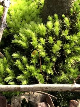 Image of horn calcareous moss