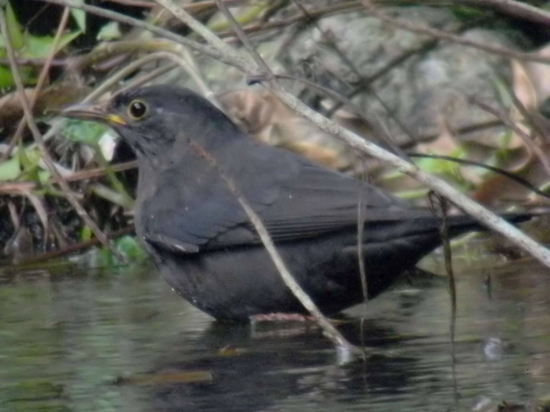 Image of Chinese Blackbird