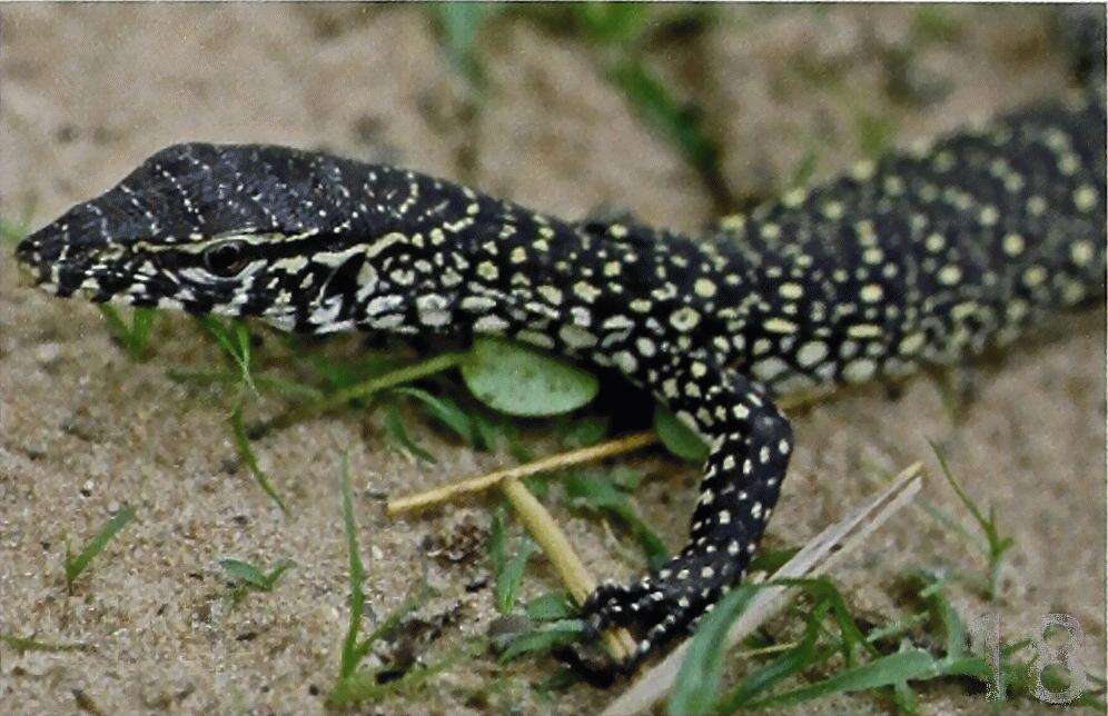 Image of Varanus niloticus