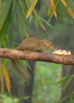 Image of Northern Tree Shrew