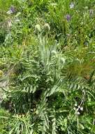 Image of Oriental poppy