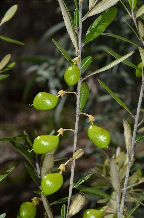 Image of brush hovea