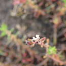 Image of Myriophyllum implicatum A. E. Orchard