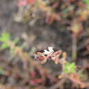 صورة Myriophyllum implicatum A. E. Orchard