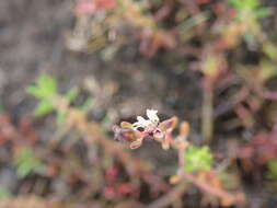 صورة Myriophyllum implicatum A. E. Orchard