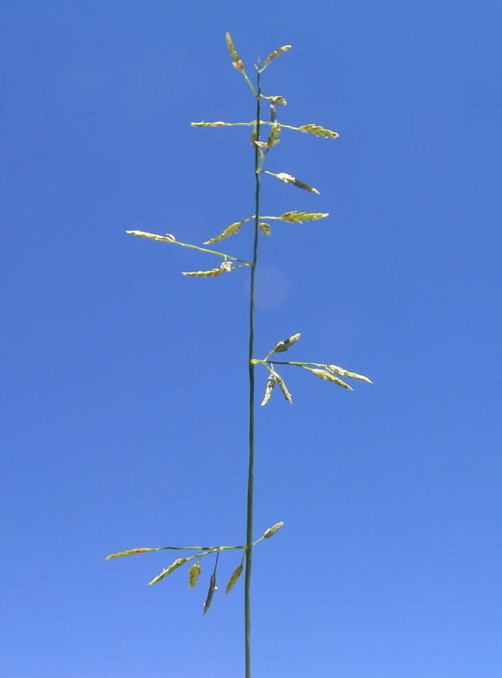 Image de Eragrostis leptostachya (R. Br.) Steud.